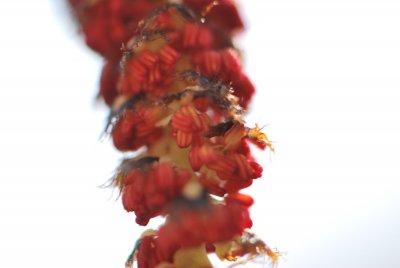 Populus androscoggin - topol Androscogův - detail květů